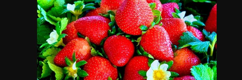 Sweet Life Farms LLC - supplier and manufacturer from United States