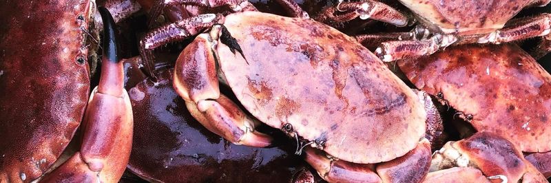 Murt's Shellfish - supplier and manufacturer from United Kingdom