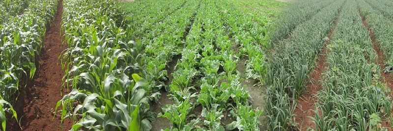 Ayram Food Industries Ltd - supplier and manufacturer from Israel