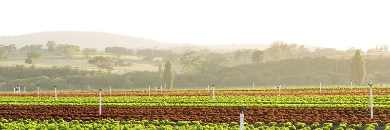 Bulmer Farms - supplier and manufacturer from 호주