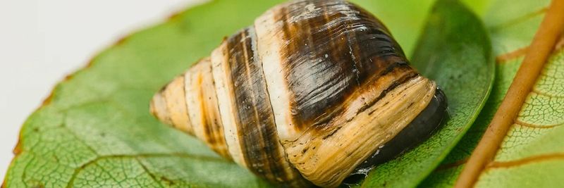 Roovision Snail Farm - supplier and manufacturer from Nigeria