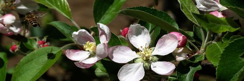 Exportadora Fruttita Spa. - supplier and manufacturer from 칠레