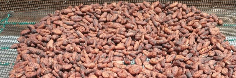 Galería Cacao - supplier and manufacturer from Ecuador