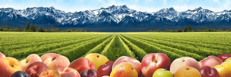 Kingsburg Orchards - supplier and manufacturer from 미국