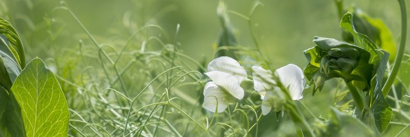 AGRISAB s.r.o. - supplier and manufacturer from Czechia