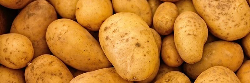 Mooij Vegetables - supplier and manufacturer from Netherlands