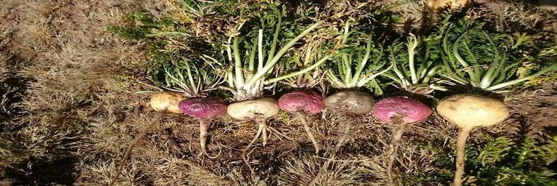 Cooperativa Agropecuaria De Servicios Valle Del Cunas Limitada (Cas Valle Del Cunas Ltda) - supplier and manufacturer from 페루