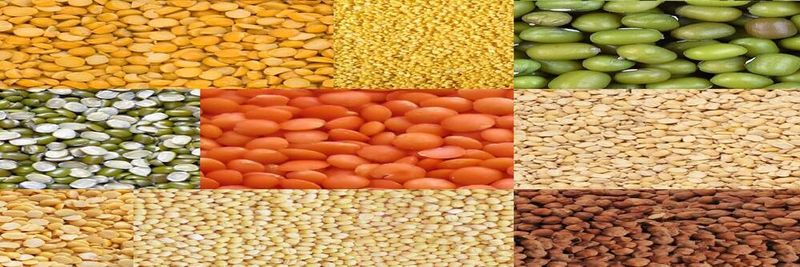 Green Tree Pulses - supplier and manufacturer from 스리랑카