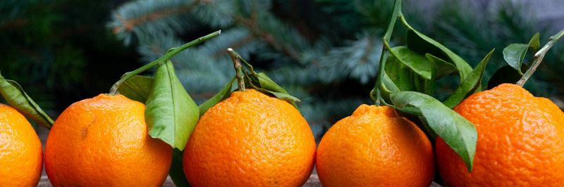 Pro Citrus Network Inc. - supplier and manufacturer from United States