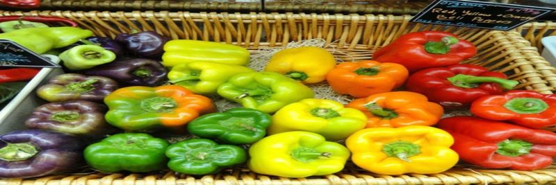 Zellajake Farm and Garden team - supplier and manufacturer from 미국