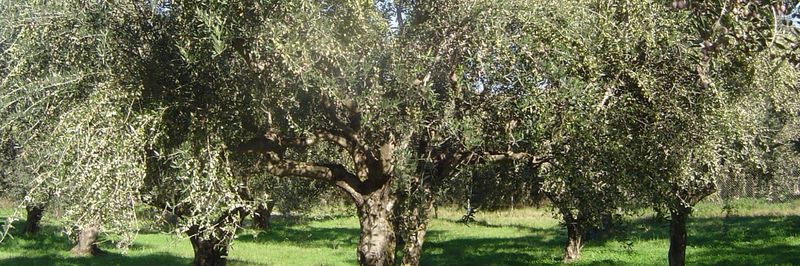 Skarvelis Olivenöl - supplier and manufacturer from Germany