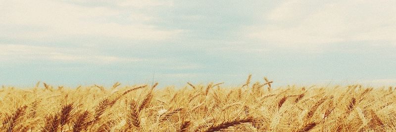 Central Milling/Keith Giusto Bakery Supply - supplier and manufacturer from United States