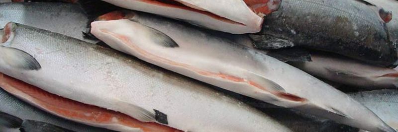 Pacific Harvest Seafood Inc. - supplier and manufacturer from 미국