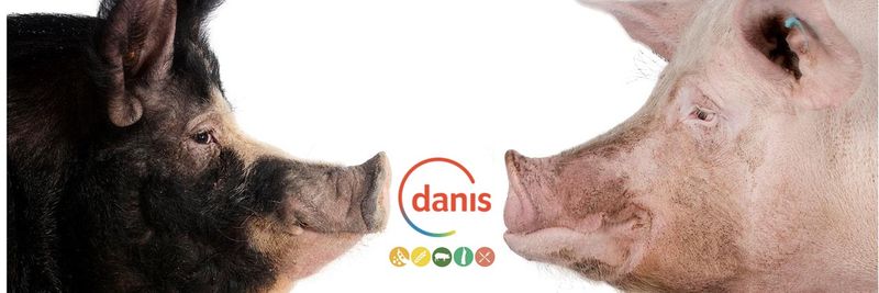 DANIS Group - supplier and manufacturer from 벨기에