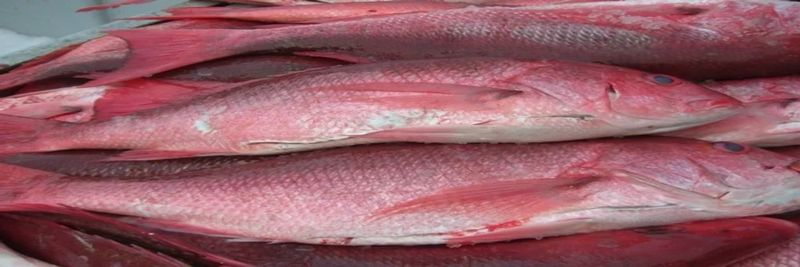 UNIFIED SEAFOOD CO INC - supplier and manufacturer from 미국