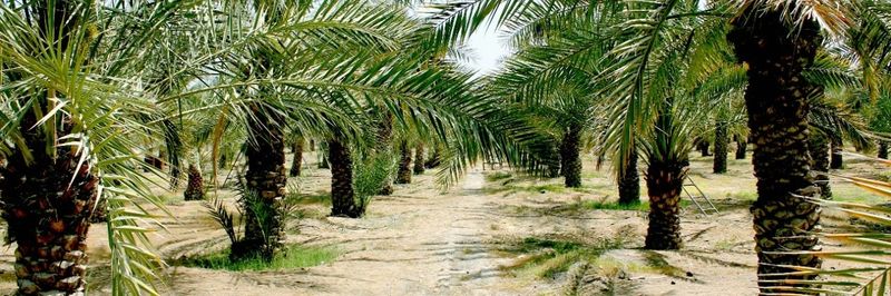 Kingdom Dates - supplier and manufacturer from 아랍 에미리트 연합국