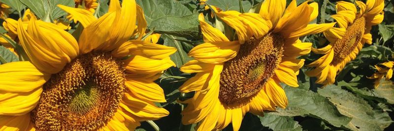 Greystripe California Sunflower - supplier and manufacturer from 미국