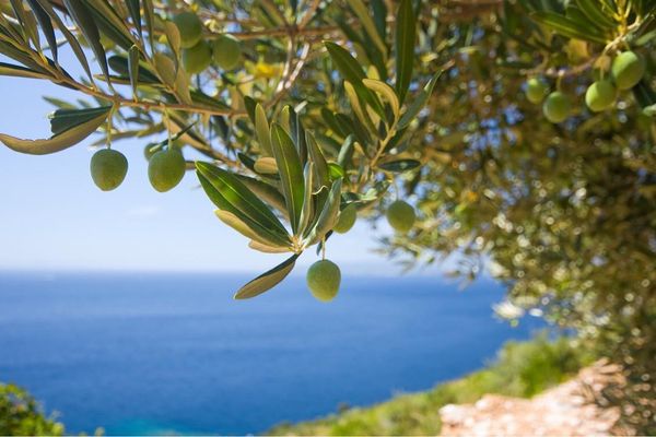 Monteida - supplier and manufacturer from Turkiye