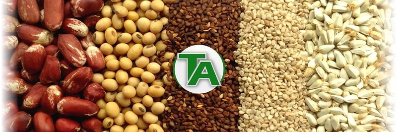 Tenaw Alehegn Import Export - supplier and manufacturer from 에티오피아