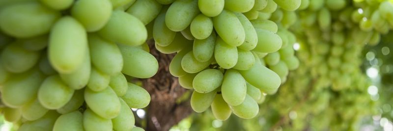 Four Star Fruit Inc - supplier and manufacturer from 미국