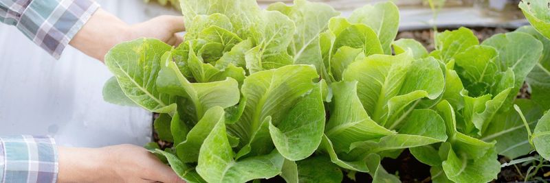 Viet Food Agricultural Product Chain Joint Stock Company - supplier and manufacturer from Vietnam