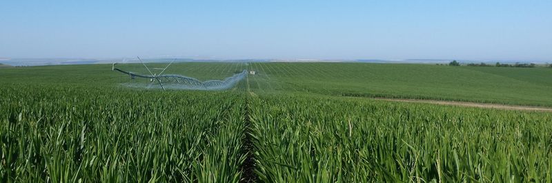 Quality Crops Agro Srl - supplier and manufacturer from 루마니아