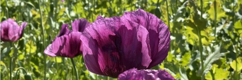 Poppy Seed Ltd. - supplier and manufacturer from 헝가리