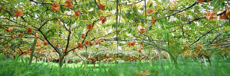 Good time fruit - supplier and manufacturer from 대만