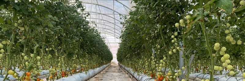 Sonoma Agricultural Investment - Verified supplier and manufacturer from Jordan