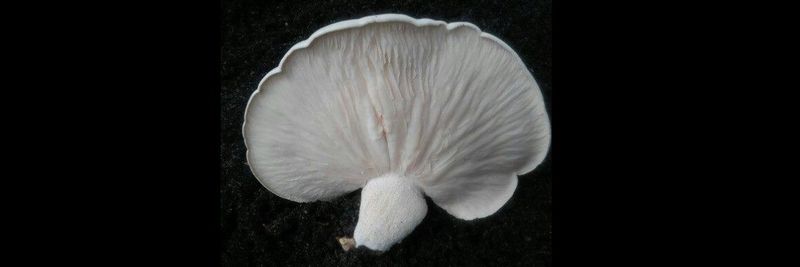 Mushroom Producers Cooperative - supplier and manufacturer from 필리핀