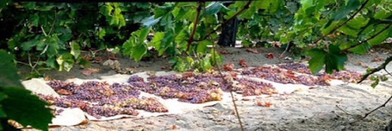 River Ranch Raisins - supplier and manufacturer from 미국