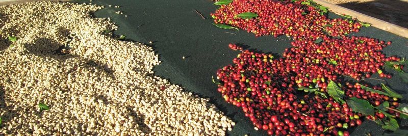 Aseans Cameroon Limited - supplier and manufacturer from Cameroon