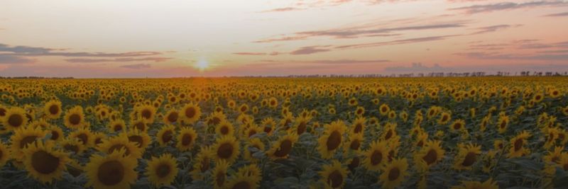 Oilseeds International Ltd. - supplier and manufacturer from United States
