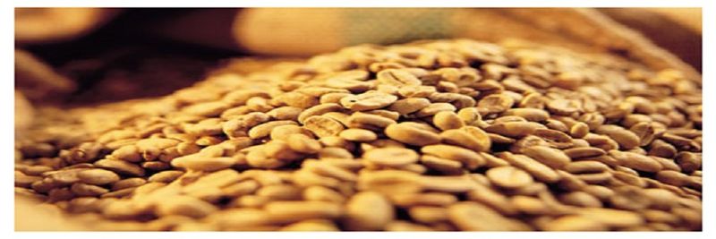 Singa Coffee - supplier and manufacturer from 인도네시아