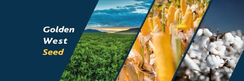 Golden West Seeds - supplier and manufacturer from 튀르키예