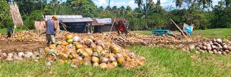 Coconut Cure Company, Ltd. - supplier and manufacturer from 일본