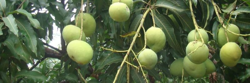 Fresh From Uganda Ltd - supplier and manufacturer from 우간다