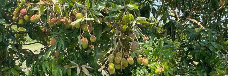 Lychees Online - supplier and manufacturer from 미국