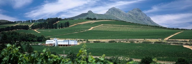 Laibach Vineyards (Pty) Ltd - supplier and manufacturer from 남아프리카공화국