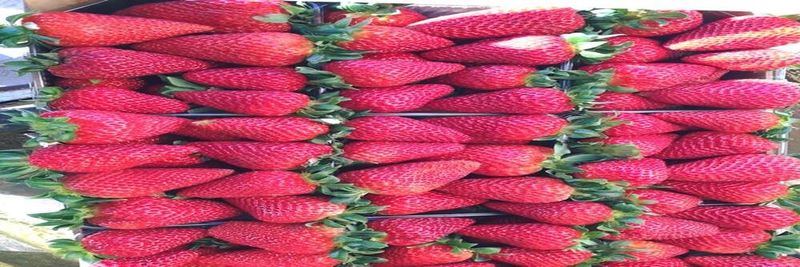 GREEK FRUITS KOUTSOGIANNOPOULOS & SONS G.P. - supplier and manufacturer from Greece
