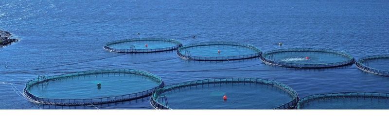 Nordic Trout - supplier and manufacturer from Finland