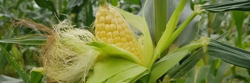forthworth farms - supplier and manufacturer from 나이지리아