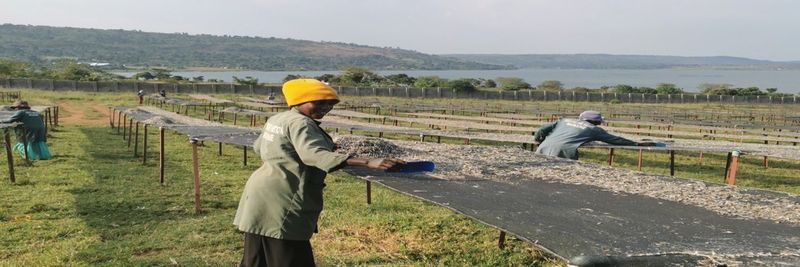 Arrow Aquaculture (AAA) - supplier and manufacturer from 우간다