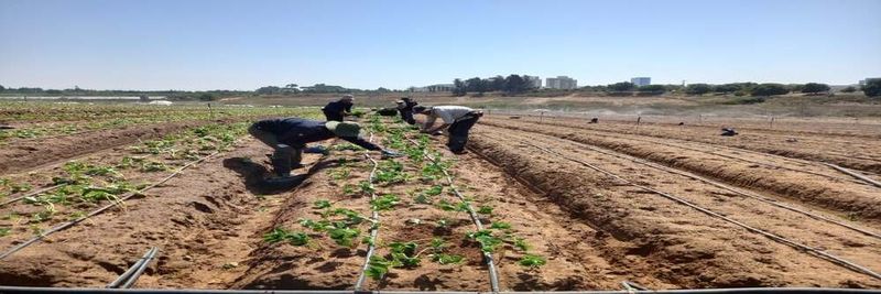Rami Kentor Farm - supplier and manufacturer from Israel