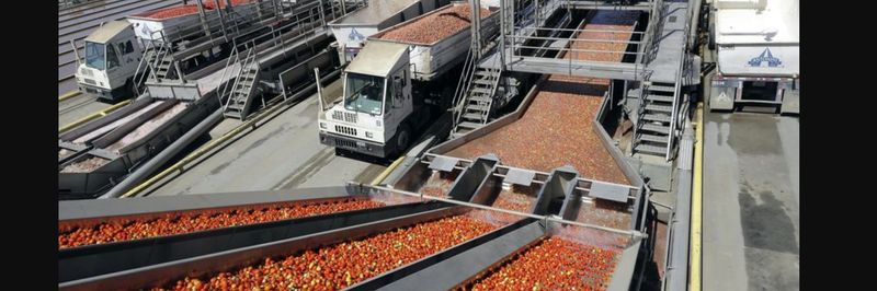 Los Gatos Tomato Products, LLC - supplier and manufacturer from 미국