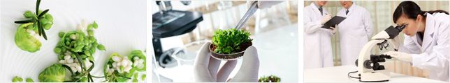 Zhejiang Silver River Foods Co.,Ltd. - supplier and manufacturer from China