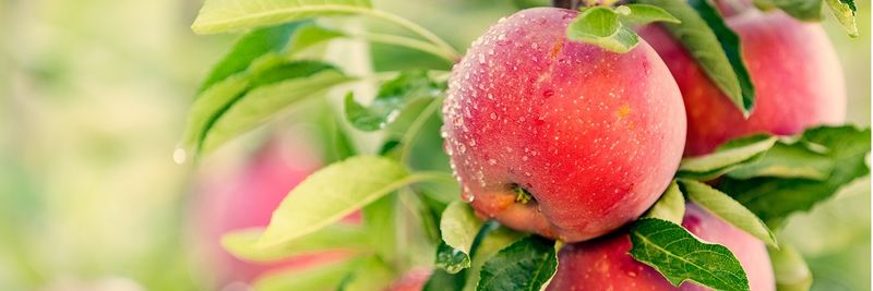 Frutisur Cooperativa Agraria de Responsabilidad Limitada - supplier and manufacturer from Uruguay