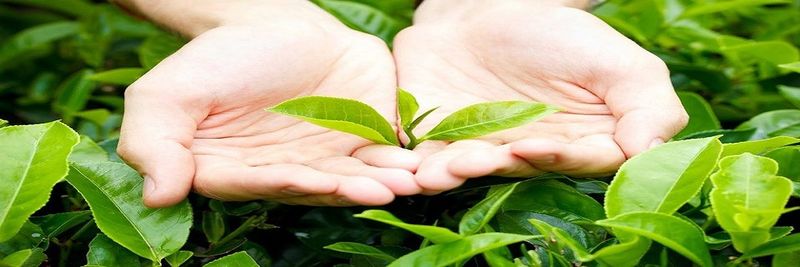 TAIWAN TEA CORPORATION - supplier and manufacturer from 대만