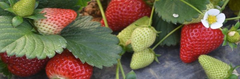 AGRICULTURAL COOP. OF FRUITS & VEGETABLES I YRMINI - supplier and manufacturer from 그리스