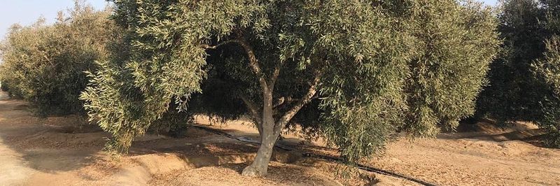 Hacienda Chacra Blanca - supplier and manufacturer from 페루